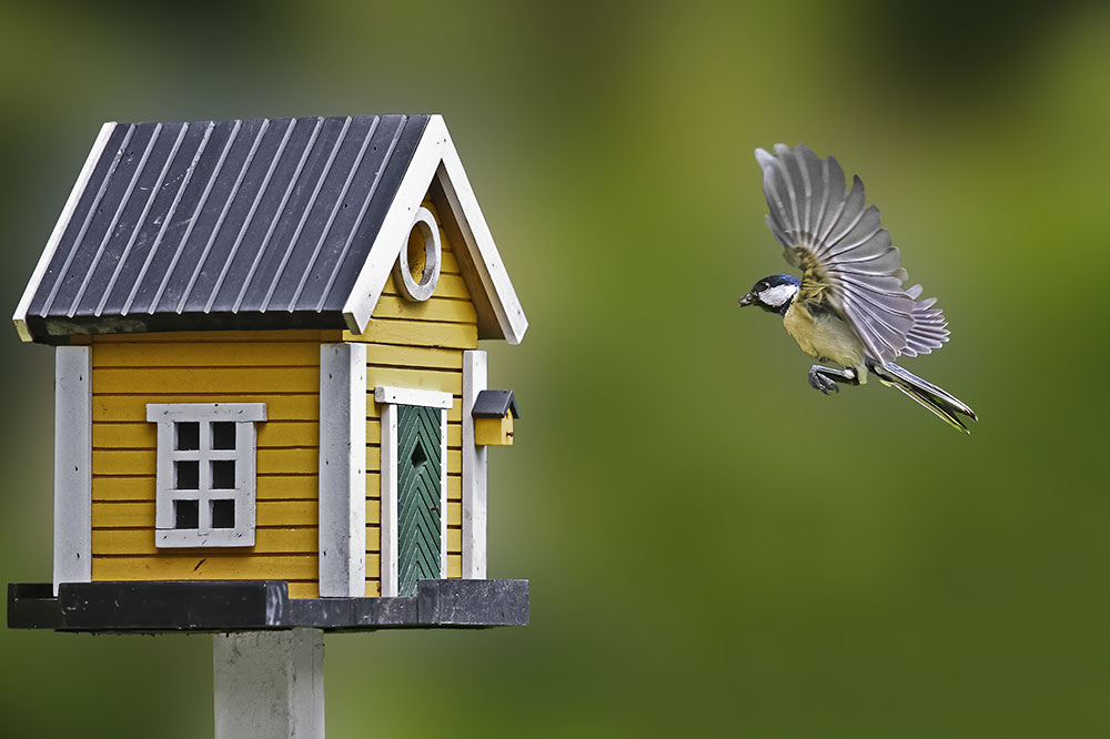 What you need to know about birdhouses